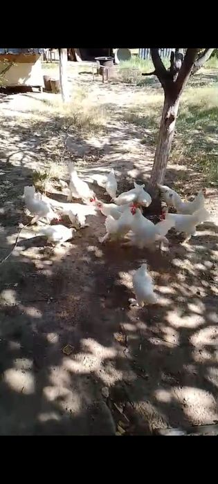 Корейский тауыктар сатылады
