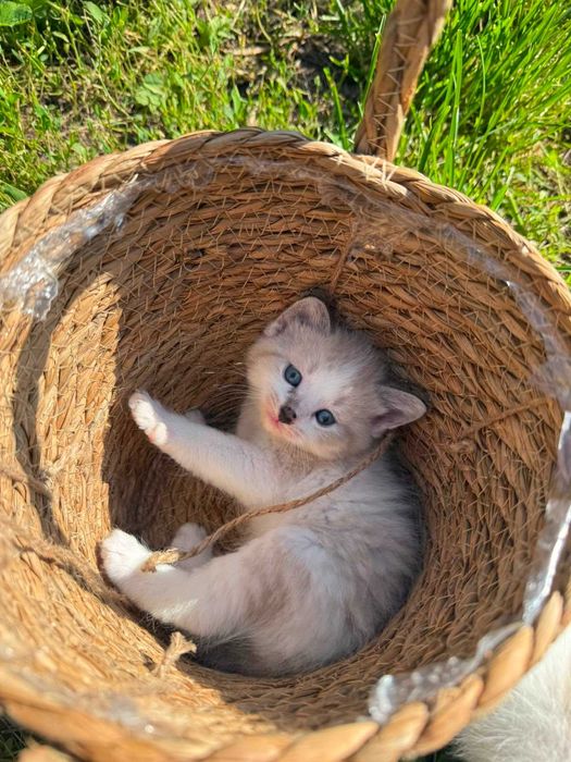 Отдам котят прекрасных малышей