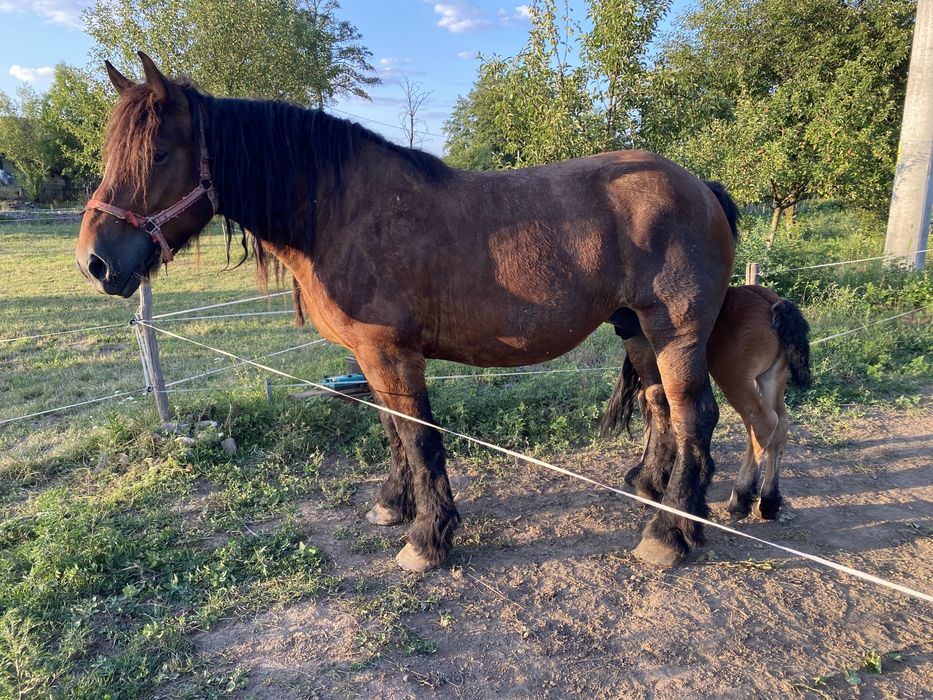 Iapa ardeneza si manz