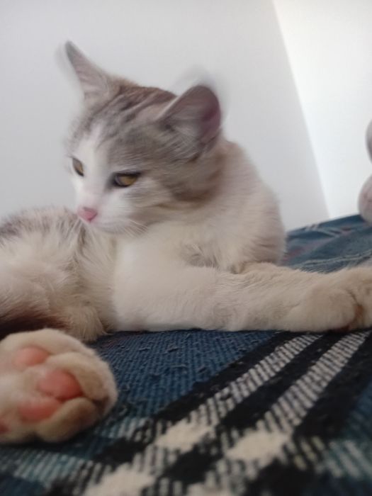 Кот в добрые руки