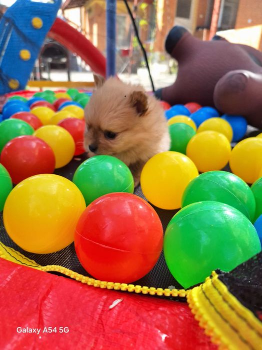 Продавам померан