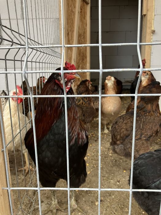 Oua de incubat gaini Araucana , continut scazut de colesterol