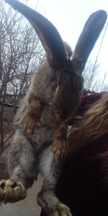 Кролики продаются порода флендр 8 месячные один самка один самец