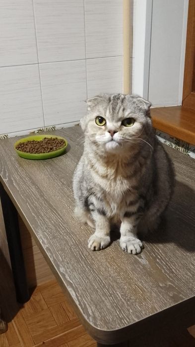 ШоТлаНдские кошечки вислоухие