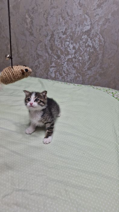 Отдам котят в ответчтвенные руки