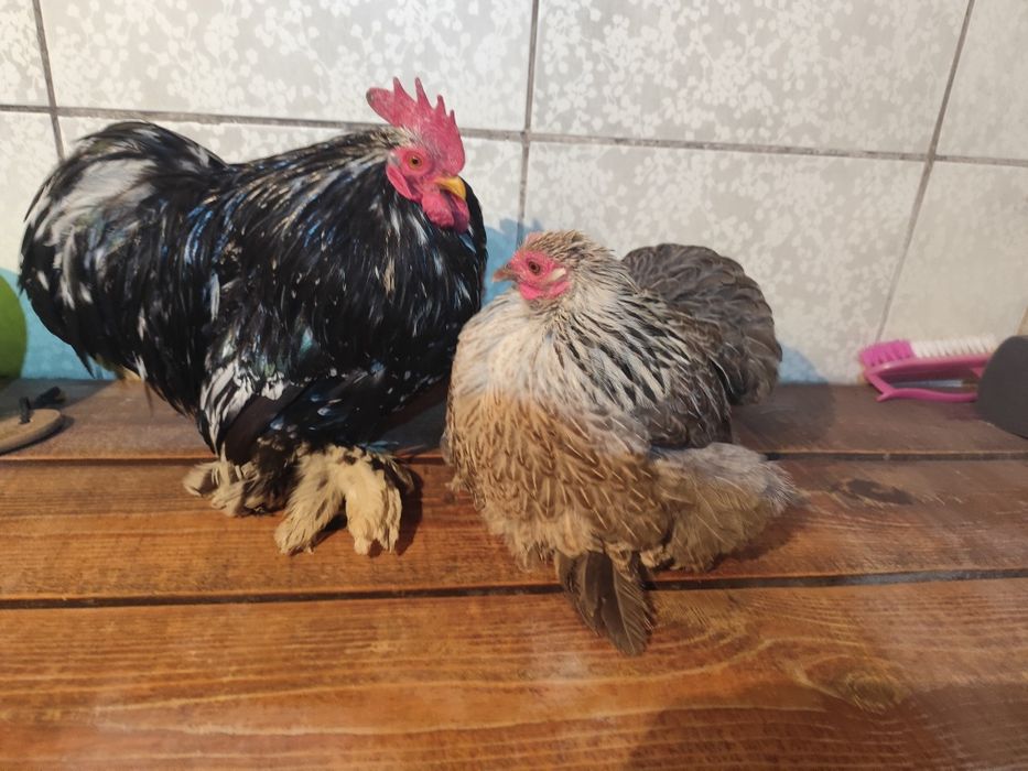 Карликовые кохинхины пара