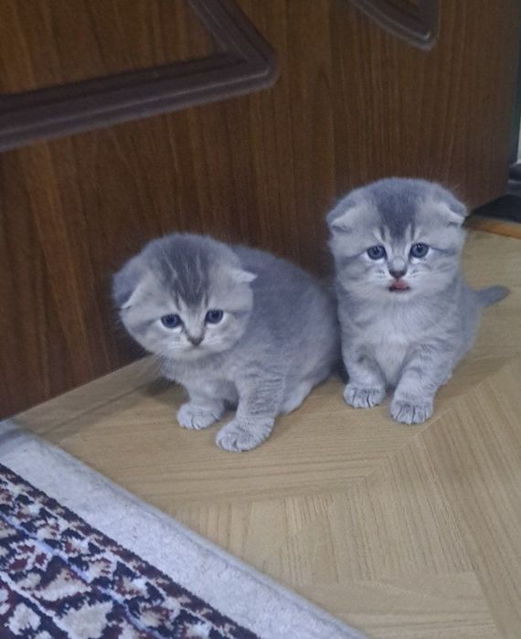 Вислоухие шикарные котята отличного качества
