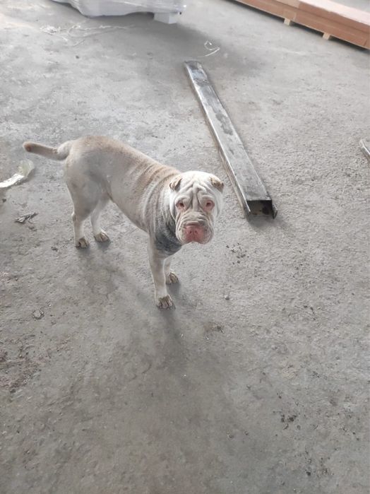 Порода Шарпей продается.