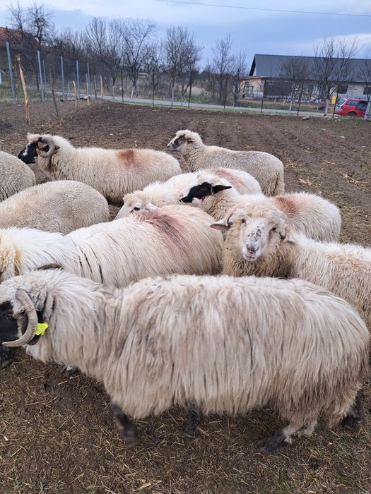 De vânzare oi cu miei