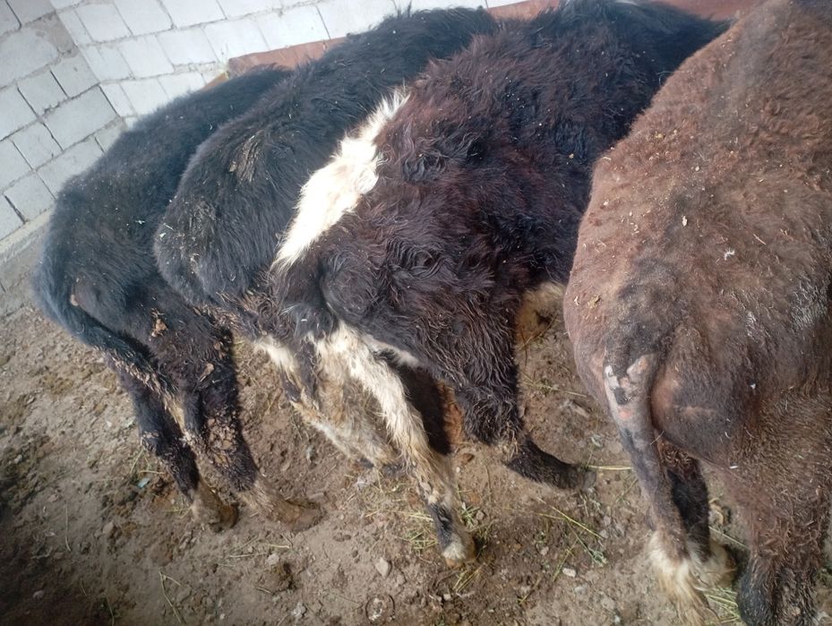 Продам бычков 6,7 месяцев