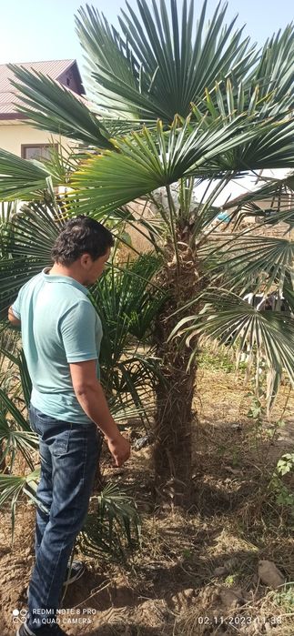 Палма трахкорпус сотилади