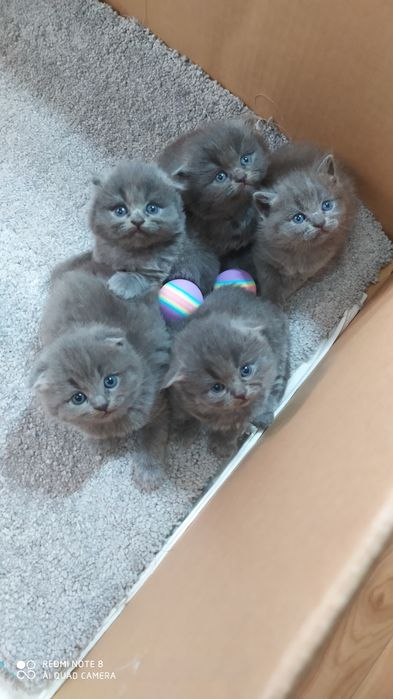 Шотландские Вислоухие котята Фолд