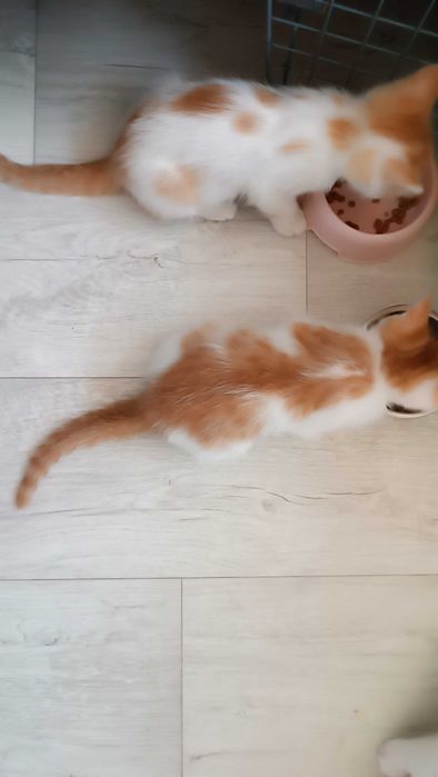 Котята в добрые и заботливые руки