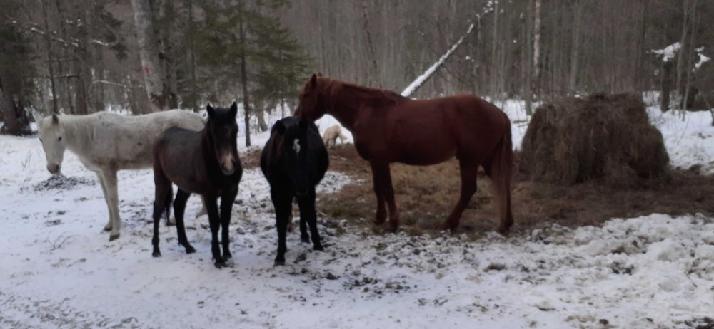 Vand armasari, iepe,manji. sau schimb cu trasura, tractor. camion,4x4