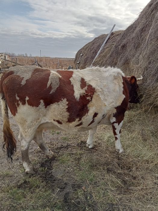 Продам корову на мясо
