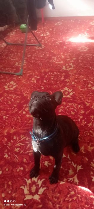 Продам французского бульдога