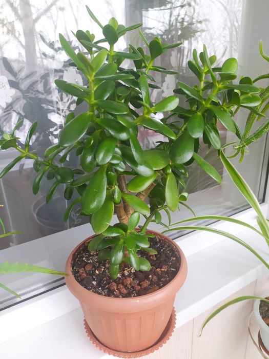 Цветы комнатные 2000 тг