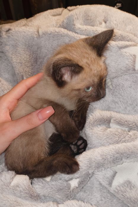 сиамская порода котенок