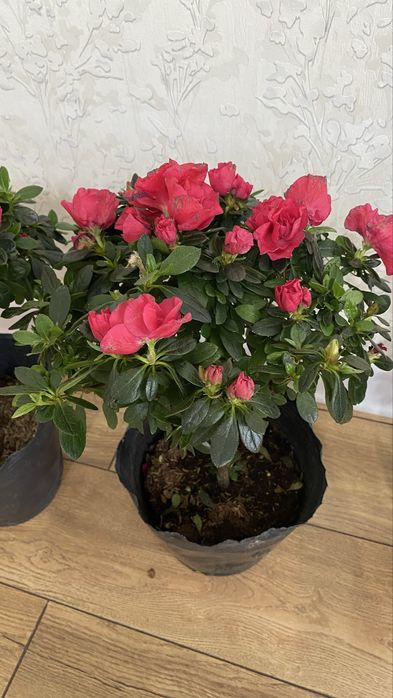 Цветы Азалия 40см