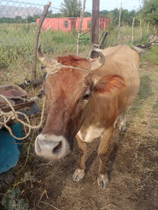 Каровы Алатауской пароды