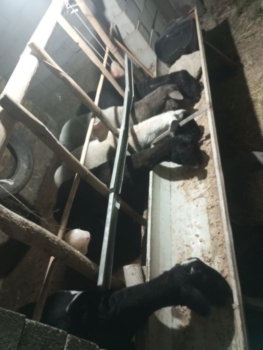 Кучкорла сотилади