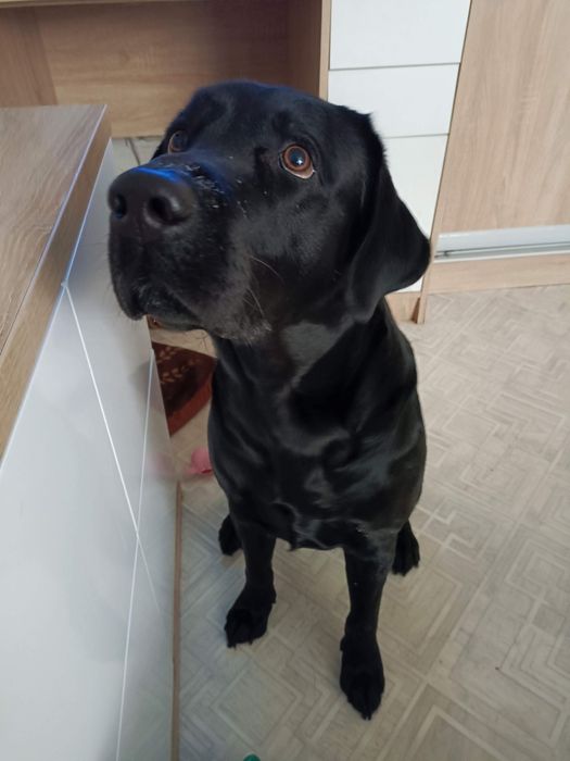 Лабрадор. Ищем невесту лабрадору. Случка.