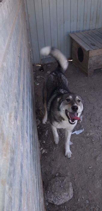 Западно Сибирский Лайка