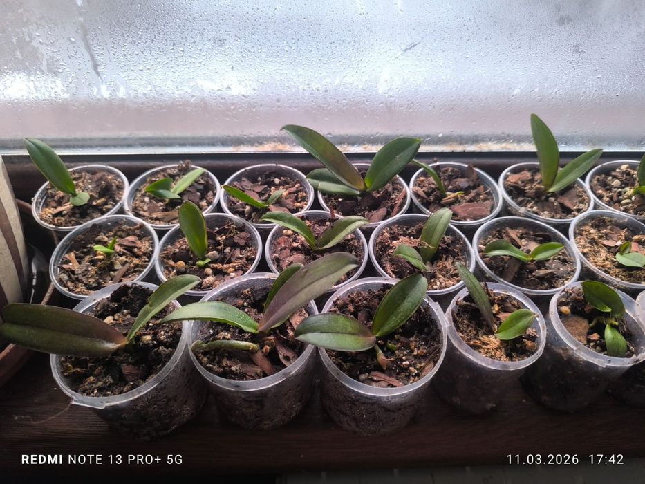 Детки орхидеи...