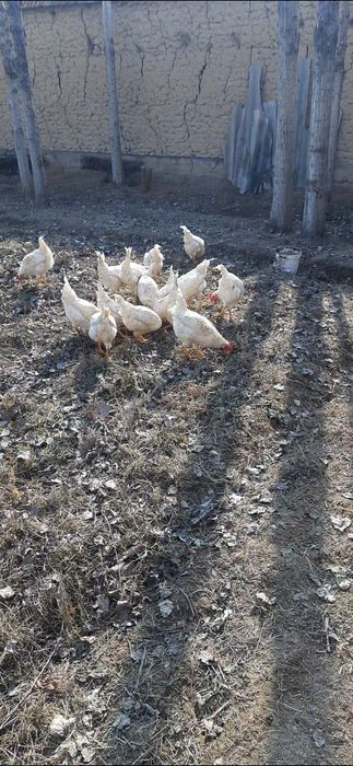 Tovuq hammasi Xo'roz