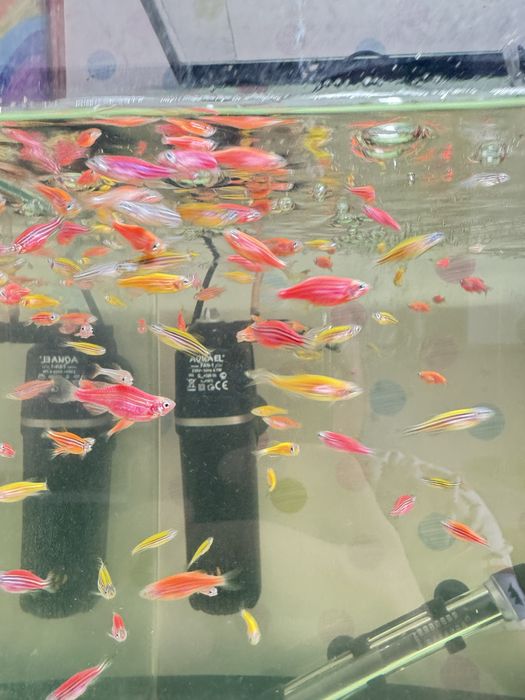 Продам аквариумеых рыбок данио