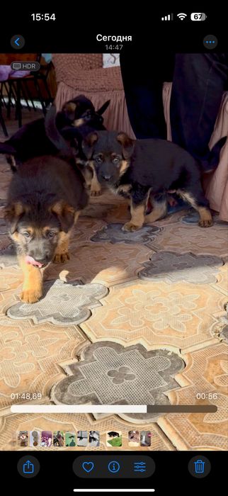 Щенки немца чистые рабочие