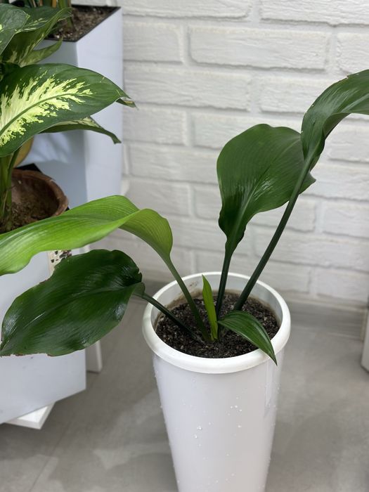 Растения для дома и офиса