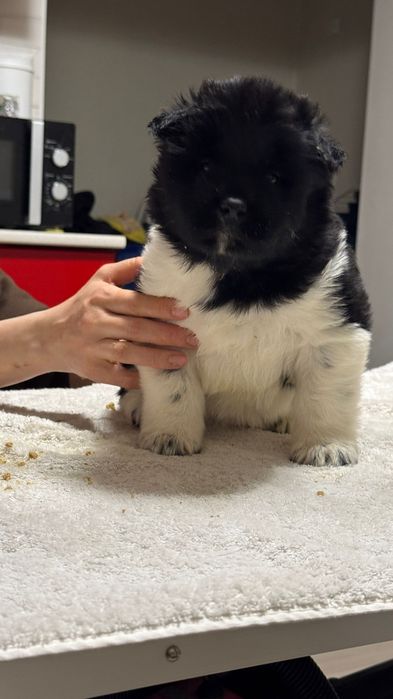 Щенки американская акита