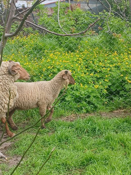 Vând 6 miei în Râmnicul Sărat