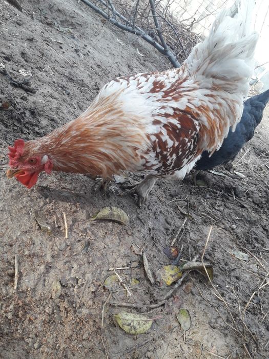 Продам куры домашние.