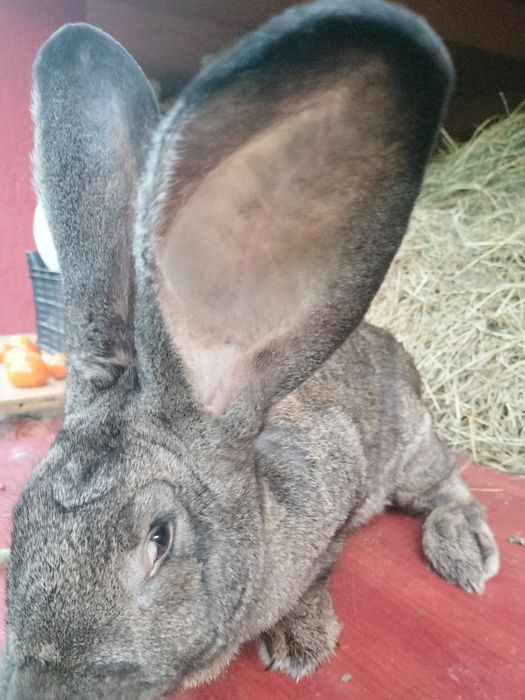 Masculi și Femele Uriaș German 7 luni rasă pură