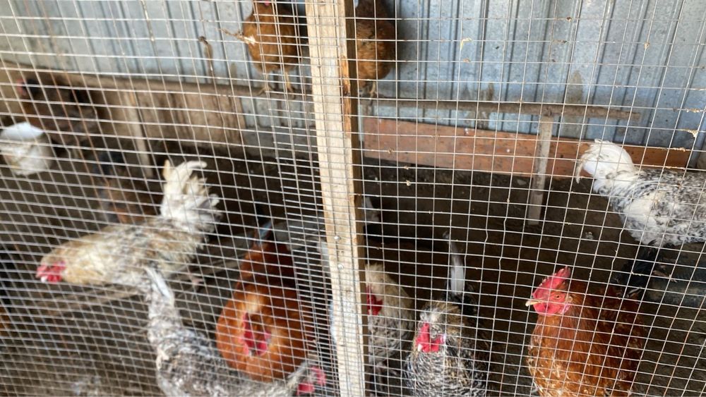 Тауык пен Кораз.