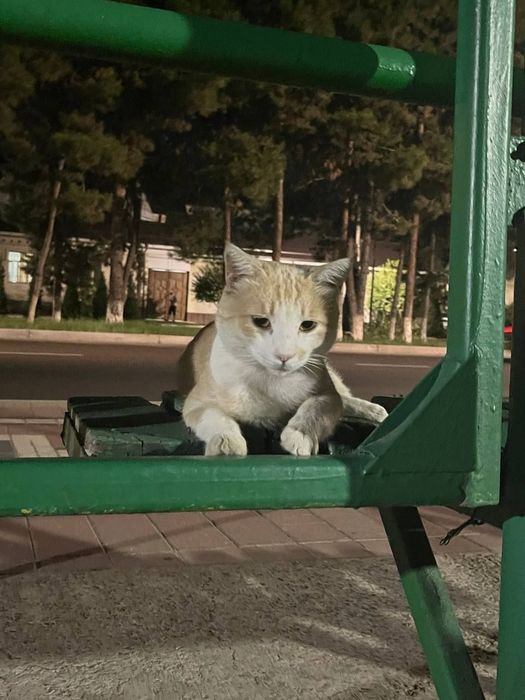 Пристраивается рыжик мальчик. Кастрирован,здоров.Только в ответственны