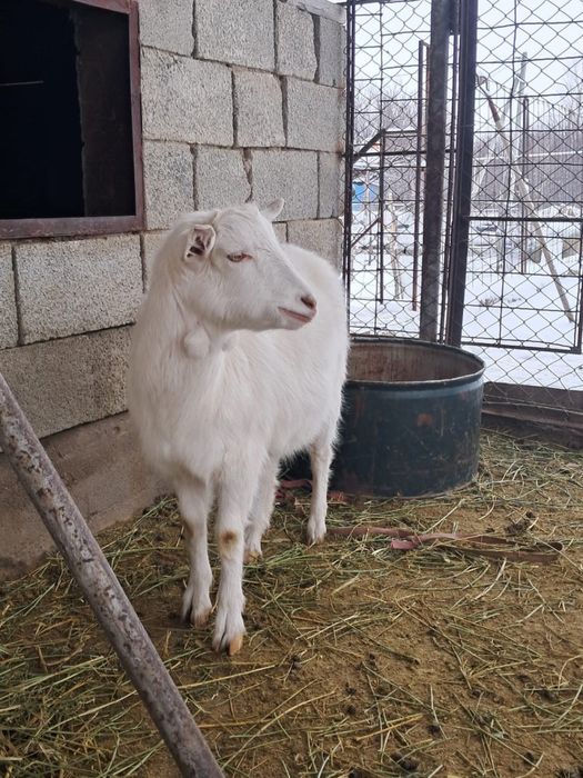 Бір айлық еркек лақтар