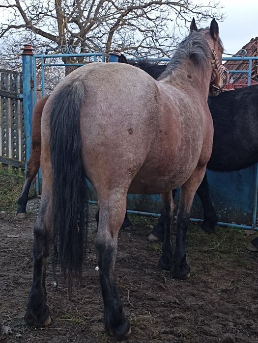 De vânzare iapă cu mânză