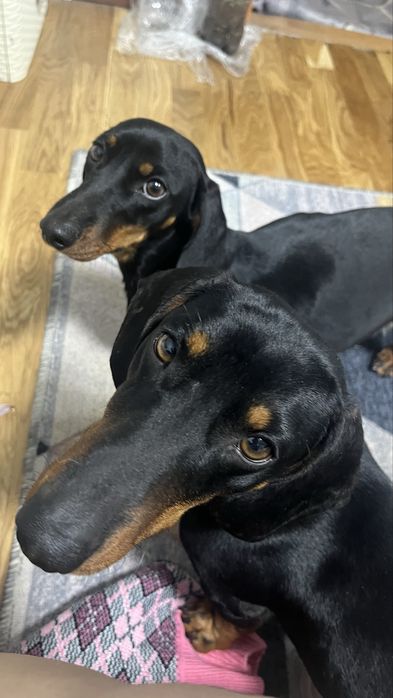 Щенки таксы (бронь)