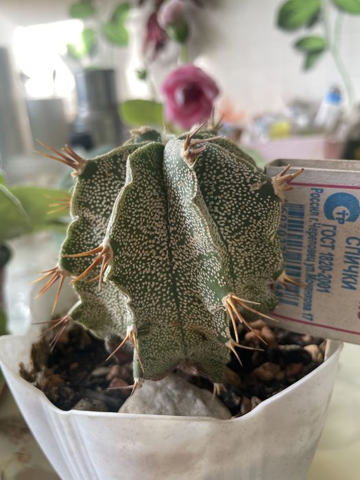 Цветы комнатные в подарок