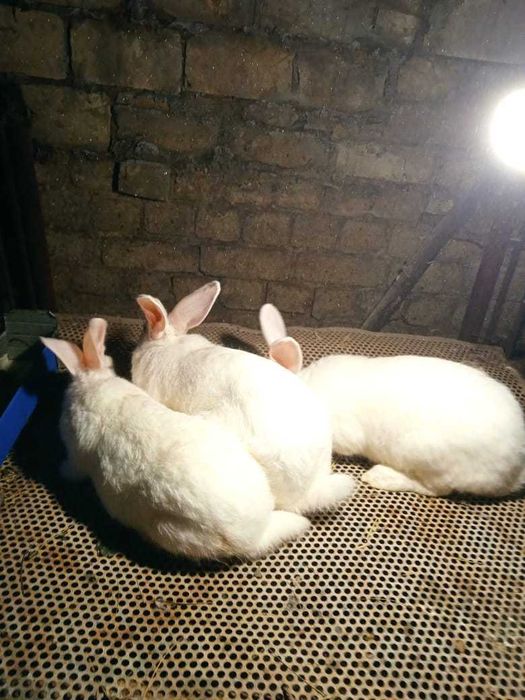 Продам кроликов белый паннон (самки)
