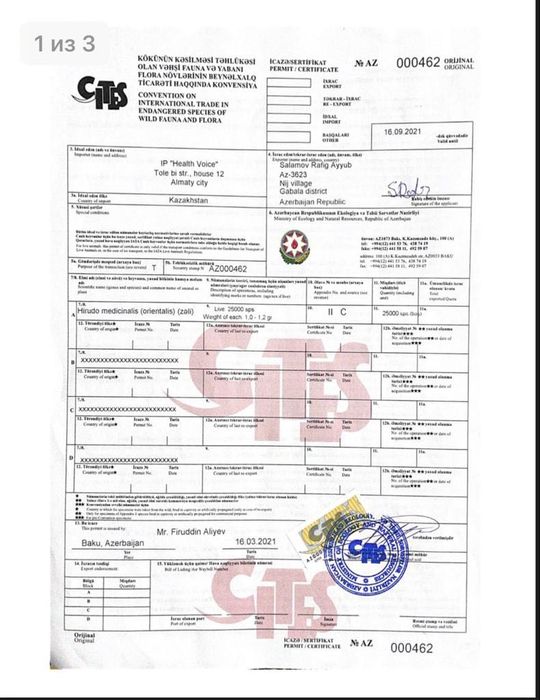 восточные пиявки