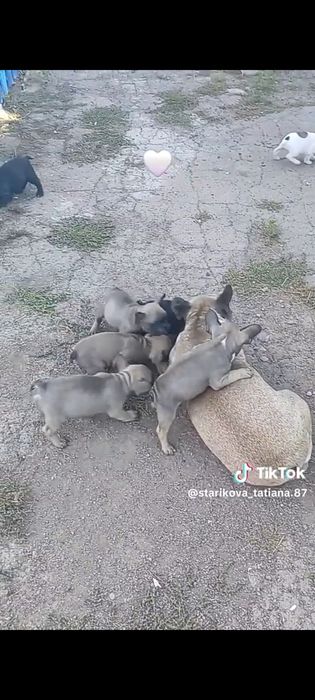 Продам щенков породы француский бульдог.