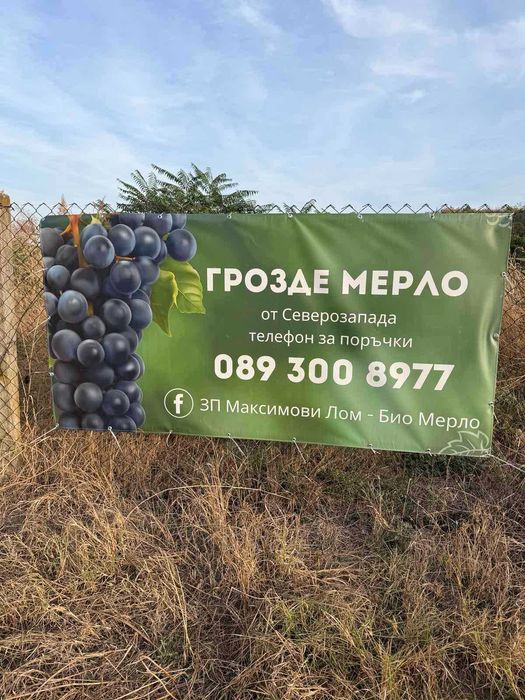 Грозде Мерло директно от производител