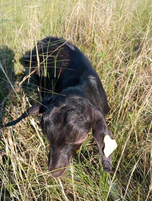 Продаются козлики