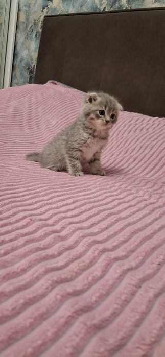 Шотландские вислоухие котята