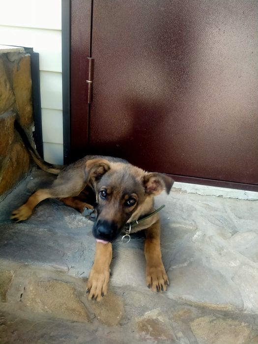 Продам бельгийскую овчарку