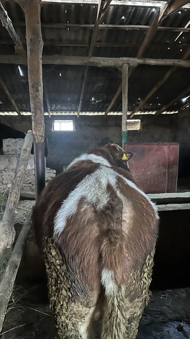 7 ай байланған мал